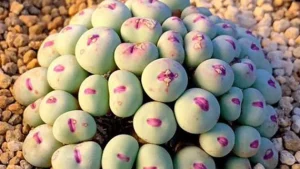 What is the Conophytum plant used for?